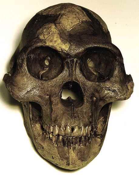 australopithecus by kevinzim